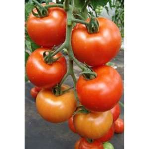 Дафне F1 - томат індентермінантний, 500 насінин, Moravo Seed, Чехія фото, цiна
